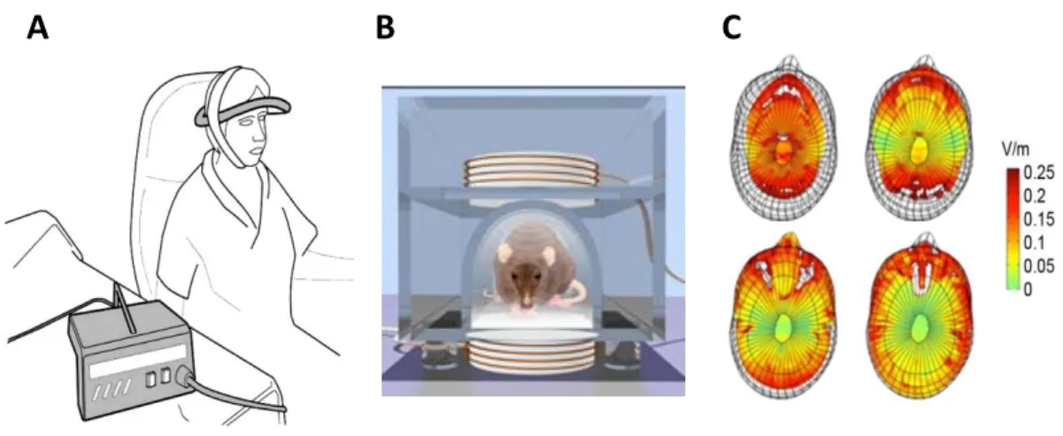 Figure 7: ELF-MF devices and magnetic field propagation in the human brain. (A) Schema of a PEMF  exposure  system  composed  of  a  custom  coil  made  of  1400  turns  of  copper  wire  (0.2 mm)  wrapped  around a flexible plastic support positioned to o