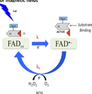 Figure 8: Diagram of the potential common mechanism leading to the production of ROS triggered  by blue light and magnetic field activation of Cryptochrome