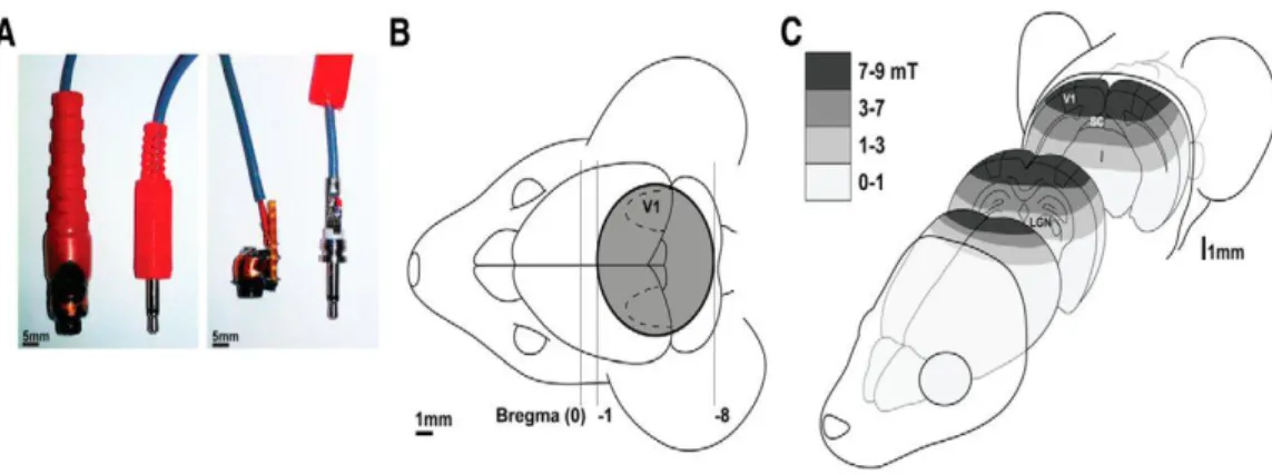 Figure 9: Methods for focal LI-rTMS delivery in mice. (A) Custom-built stimulation coil and 3.5 mm jack used to  plug  into  the  pulse  generator  with  (left)  and  without  (right)  protective  plastic  coating