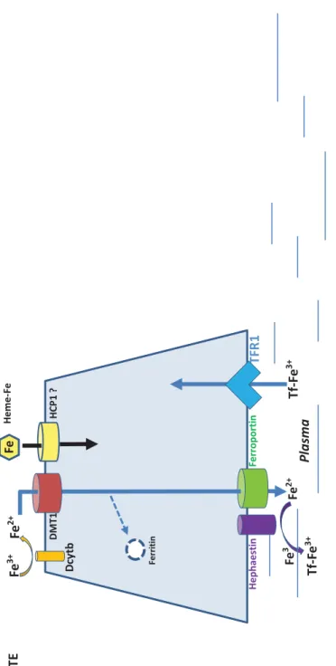 FIGURE 2A  2A FeHeme-Fe HCP1 ? Tf-Fe3+