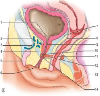 Figure 1 : Coupe anatomique sagittale du pelvis 
