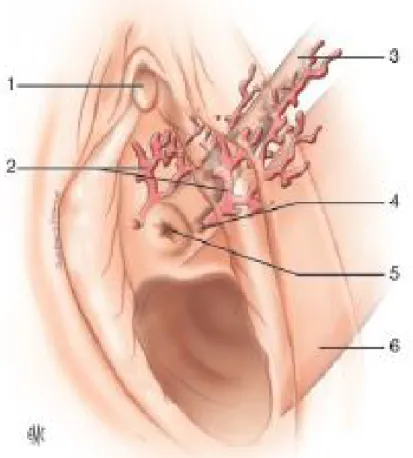 Figure 2. Glandes para-urétrales de Skene. 