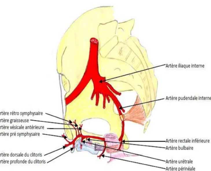 Figure 3 : VASCULARISATION DU PERINEE CHEZ LA FEMME 