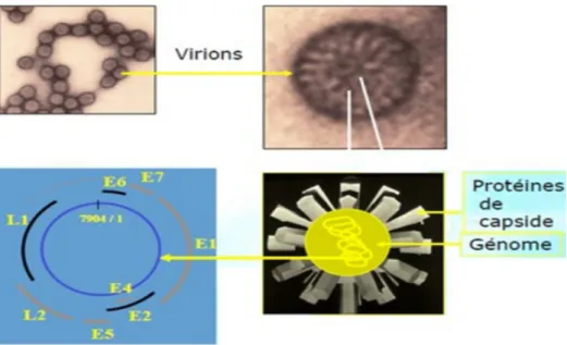 Figure 1 : structure des papillomavirus [4]. 