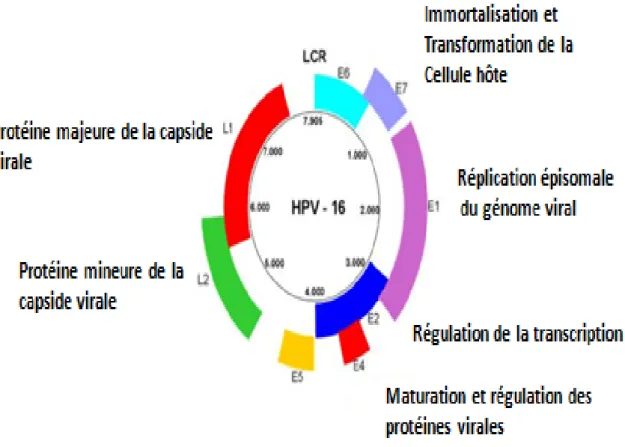 Figure 3 : Représentation schématique de structure du génome HPV 16 [6] 