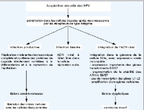 Figure 5 : Devenir des virus HPV après pénétration dans les cellules basales de l'épithélium  du col utérin[28]