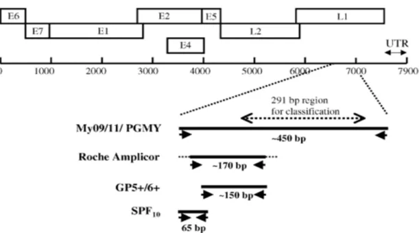 Figure 6 : représentation linéaire du génome ADN-HPV, avec les positions des gênes   Early(E) et Late (L), et untranslated region (UTR), et la position de ciblages de différentes 