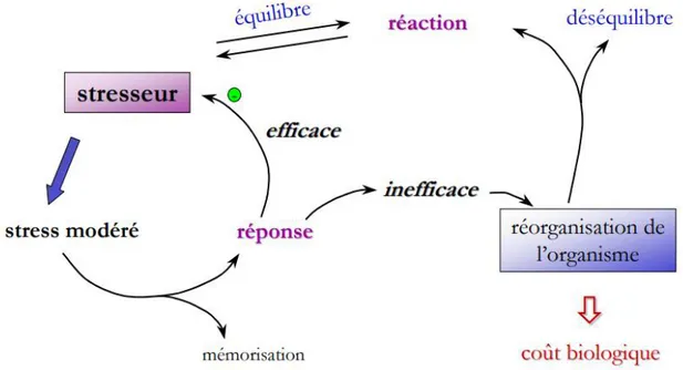 Figure 2: Représentation schématique du stress. 