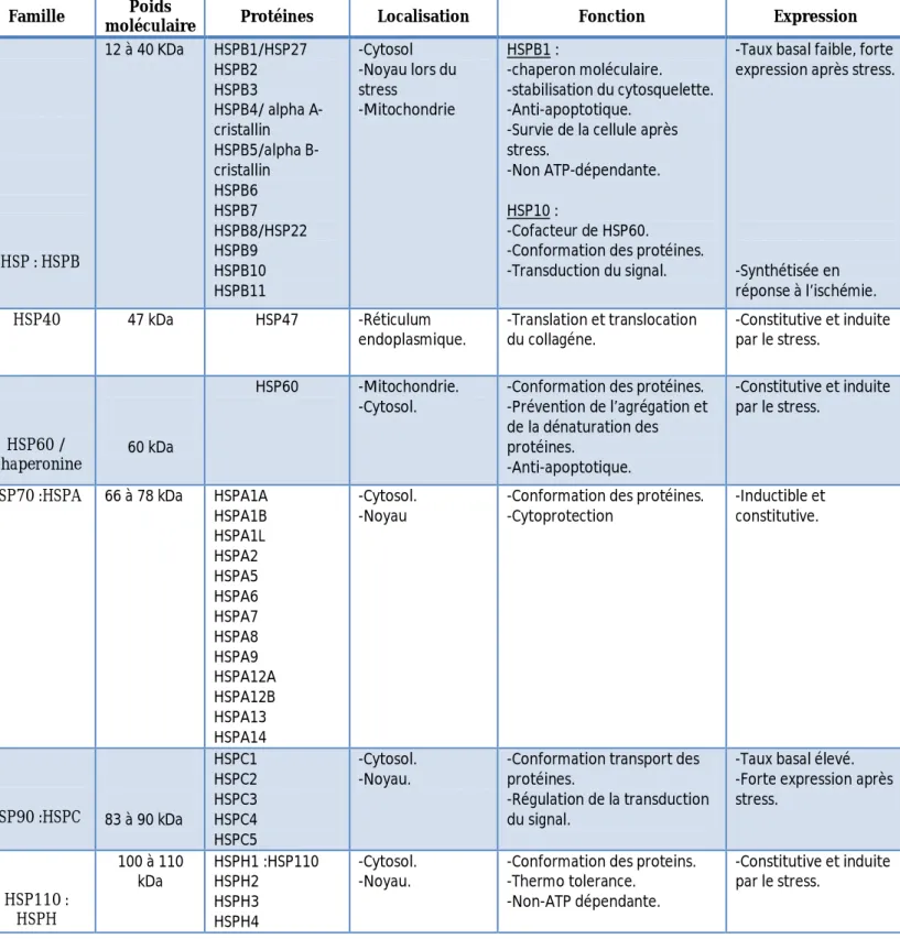 Tableau I: Les différentes familles d’HSP et leur poids moléculaire, localisation cellulaire,  fonction et conditions d’expression