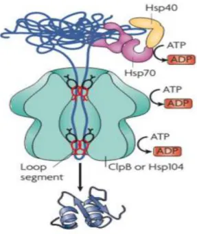 Figure 5: Fonctionnement de la HSP110 en collaboration avec le complexe HSP40/ HSP70. 