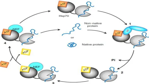 Figure 9: Cycle des interactions de la HSP70 avec les Co-chaperonnes de types NEF et JDP