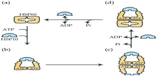Figure 10: Formation du complexe HSP60/HSP10. 