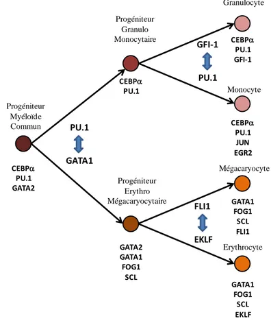 Figure  2  :  Facteurs  de  transcriptions  impliqués  dans  la  régulation  de  l'hématopoïèse  myéloïde