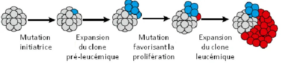 Figure 7 : Modèle de leucémogenèse par acquisition séquentielle de mutation. Une  mutation initiatrice (en bleu) se produit dans une CSH donnant naissance à une hématopoïèse  pré-leucémique