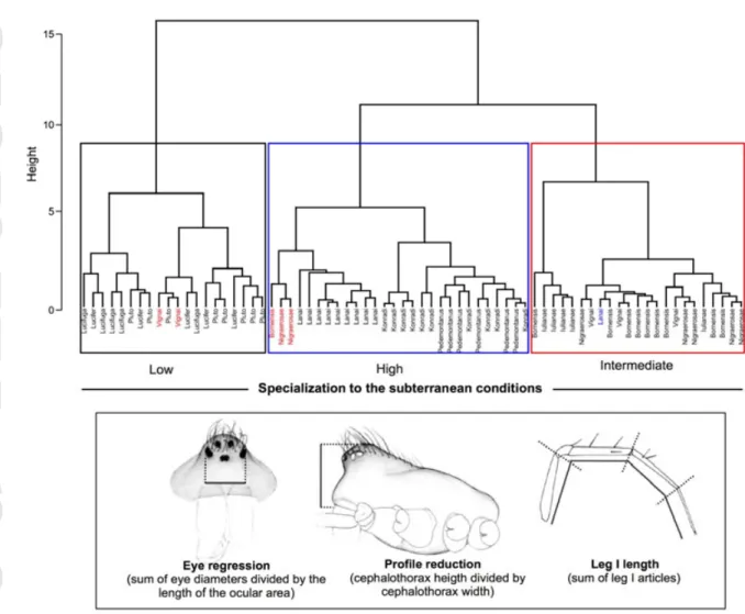 Figure 4. Overall morphological similarity among the Troglohyphantes  species considered in the  analyses