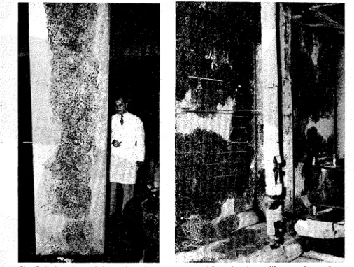 Fig. 8  (right).  Slab and beams above the seat of the fire;  the extensive  spalling  ex-  posed the reinforcement in the concrete slab 