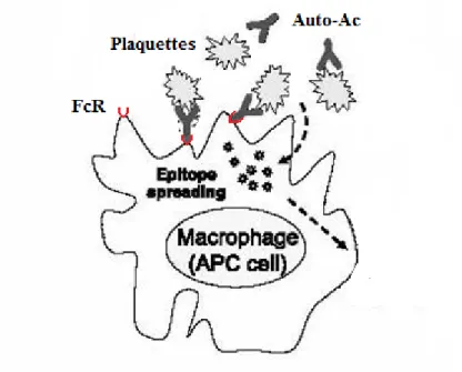 Figure 2 : Phagocytose des plaquettes par les macrophages [22] 