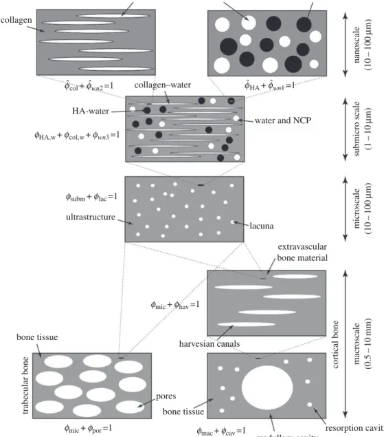 Figure 5. Micromechanics representation of hierarchical structure of bone with four levels of hierarchy from nano- to macroscale.