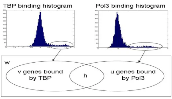 Figure 3-1: Venn diagram for the subsets of genes bound by proteins POL3 and TBP: w denotes the number of genes with observed binding information about both POL3 and TBP, v is the number of genes bound by TBP, u is the number of genes bound by POL3, and h 