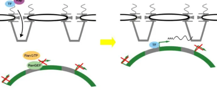 Figure 4-1: The subfigures show (a) Casolari et al. model for nuclear transport and (b) its validation using Principal Component Analysis (PCA) [13]