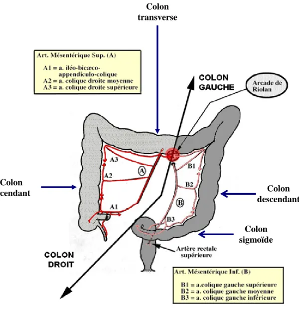 Figure 2 montrant la vascularisation du colon 