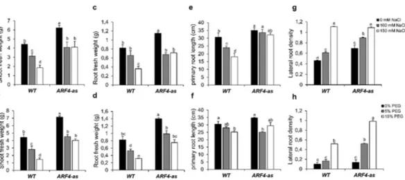 Figure 7. Growth parameters of tomato wildtype (WT) and ARF4-as in response to salt and osmotic  stresses