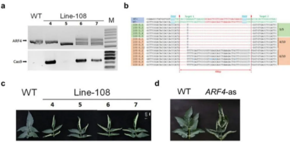 Figure 10. CRISPR-Cas9 mediated gene editing in tomato Micro-Tom. (a) PCR genotyping of plants  at the T1 generation of line-108