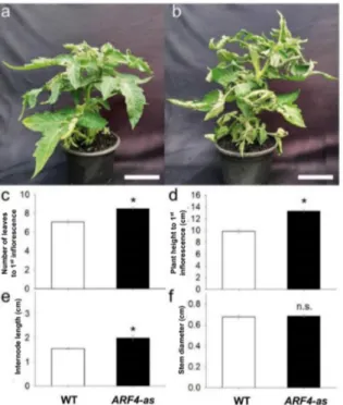Figure 1. Phenotype of cv. Micro-Tom tomato plants (wild-type, WT) and isogenic ARF4 antisense  transgenic line (ARF4-as), 35 days after germination