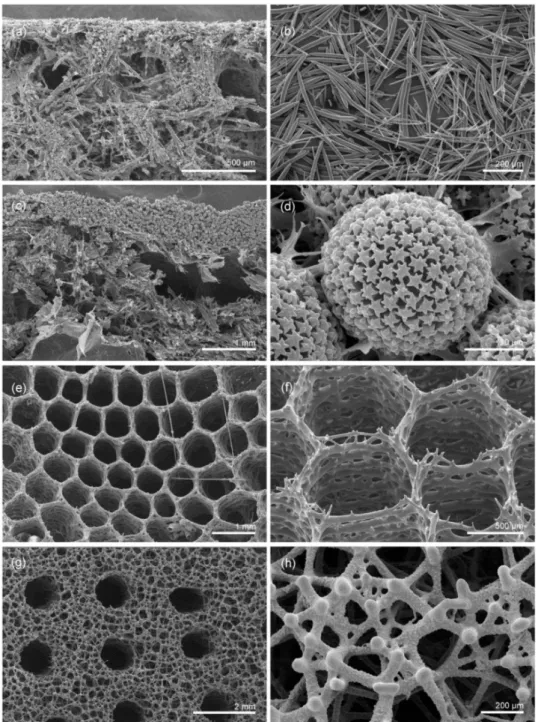 Figure 1. Scanning electron microscopy (SEM) images of the four samples investigated in this study.