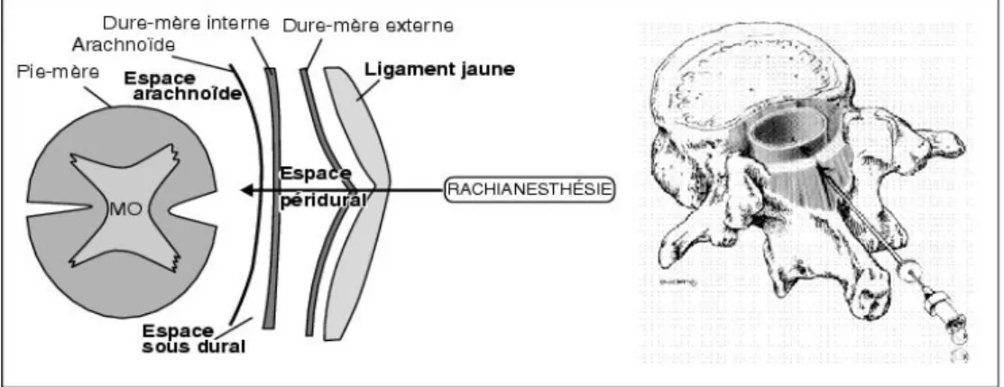 Figure 1 : Rachianesthésie : données anatomiques 