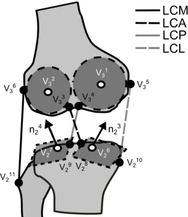 Figure 3 : Modèle cinématique du genou 