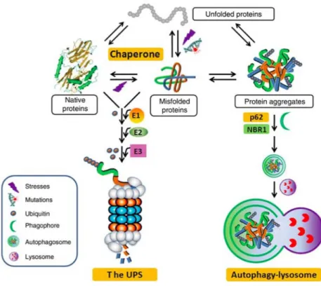 Figure 6 - A schematic illustration of Protein Quality Control in the cell 