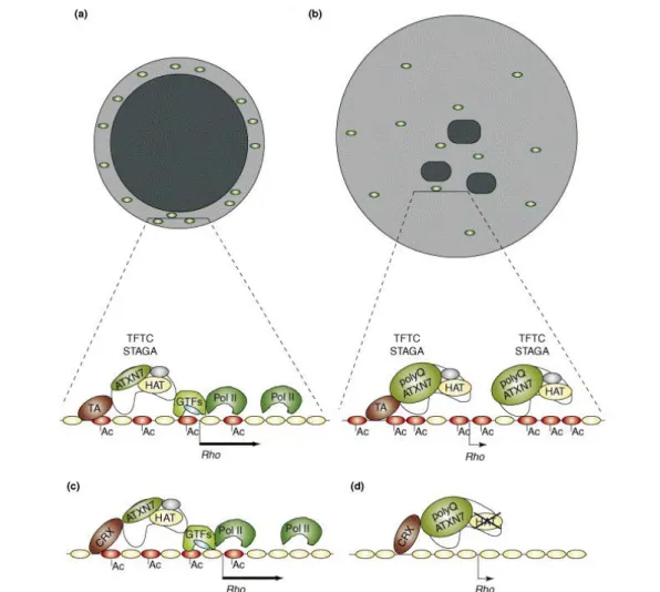 Figure 8 - Model of potential mechanisms by which polyQ-expanded ataxin-7 induces toxicity in  rod photoreceptors 