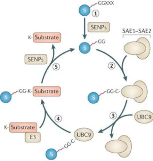 Figure 9 - The SUMOylation pathway