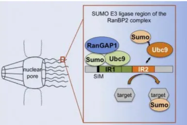 Figure 10 - The RanBP2/RanGAP1*SUMO1/Ubc9 complex is a multisubunit SUMO E3 ligase  (Werner et al., 2012) 