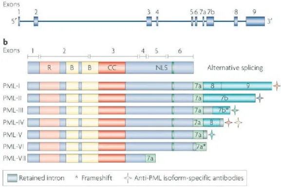 Figure 11 - The PML gene and protein isoform 