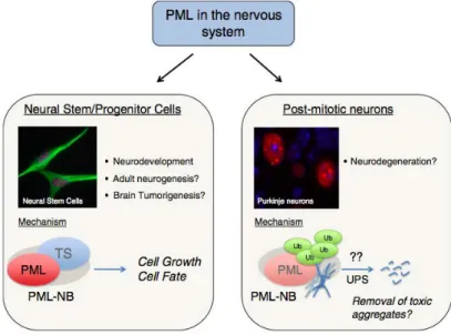 Figure 13 - The role of PML in the Nervous System 