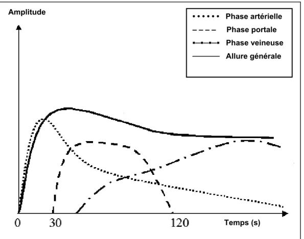 Figure IV-20 : Phases de prise de contraste dans le foie 
