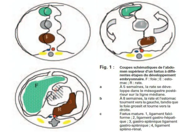 Figure 1: coupes schématiques de l’abdomen supérieur d’un fœtus à différentes étapes du  développement embryonnaire 