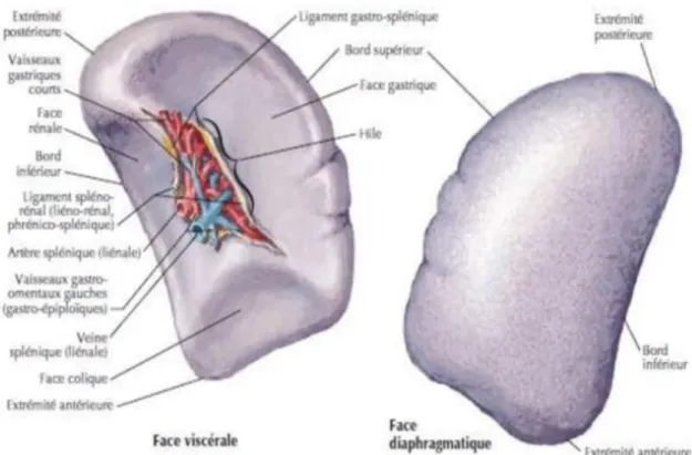 Figure 3: Morphologie de la rate [13] 