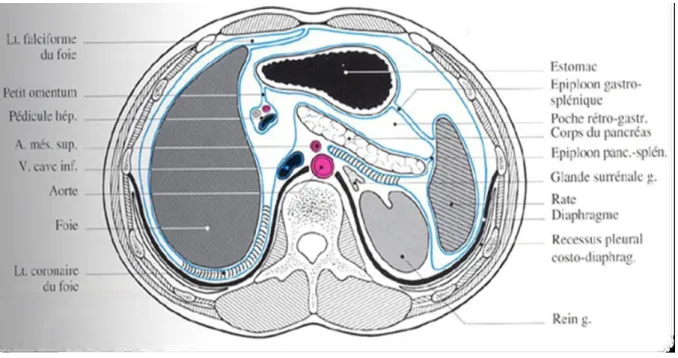 Figure 4: coupe transversale de l’abdomen montrant les rapports de la rate [8] 