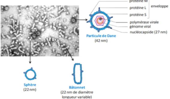 Figure 1: structure des particules virales du VHB. (Source : EMC Virologie  hépatite B) 