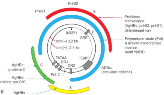 Figure 2: Organisation génomique du virus de l’hépatite B (Source : EMC  Virologie Hépatite B) 