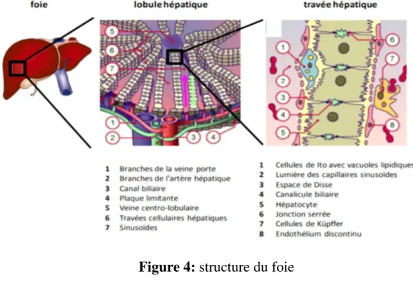 Figure 4: structure du foie 