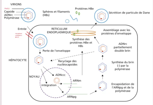 Figure 5 : Cycle de réplication du virus de l’hépatite B (HBV).Source (EMC  Virologie Hépatite B) 