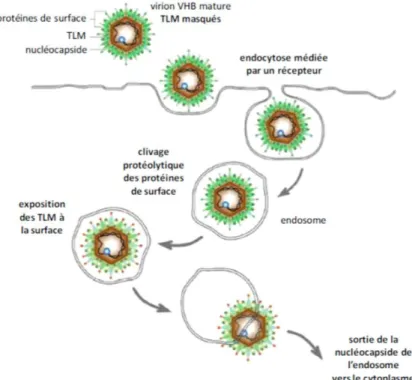Figure 6 : Endocytose des virions lors des étapes précoces de l’infection par le  VHB (Stoeckl et al., 2006), les TLM sont figurés en rouge