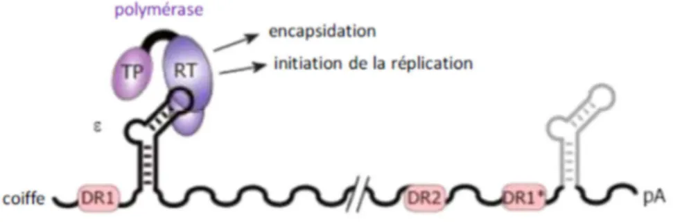 Figure 7: Structure de l’ARNpg et recrutement de la polymérase virale 