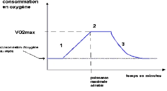 Figure 4 : Consommation en oxygène en fonction du temps (94)   1.  Augmentation de la consommation d’O2 avec la puissance de l’exercice  2