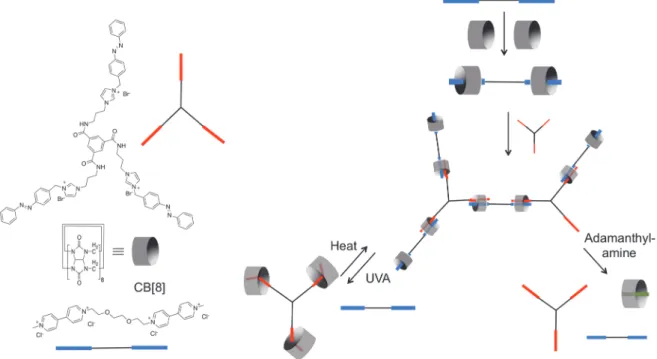 Figure 14 : Chemical structures and schematic representations of CB[8], the ditopic and tritopic monomers (left). Overview of  the  proposed  assembly  process  forming  the  supramolecular  highly  branched  polymer  (SHP)  (left).  This  SHP  can  be  di