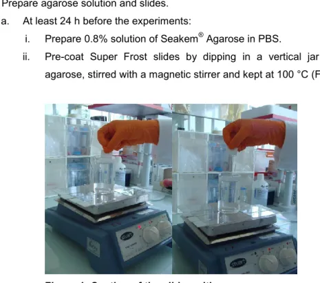 Figure 1. Coating of the slides with agarose  
